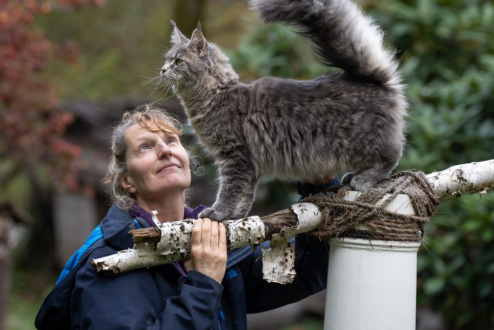 Adult Main Coon cat with breeder at Coons Ransom Main Coon Cattery in Auburn Washington