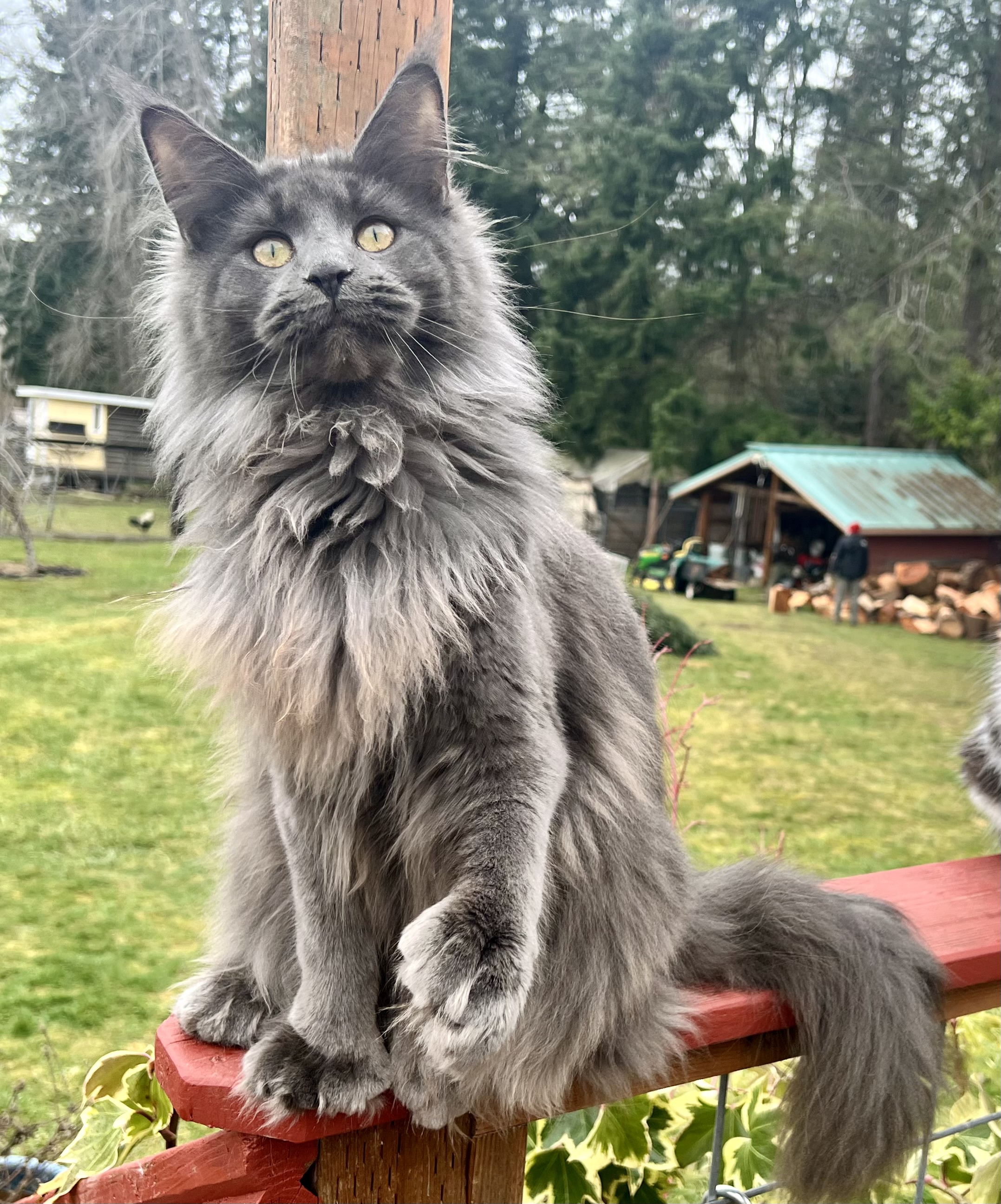 Blue Maine Coon