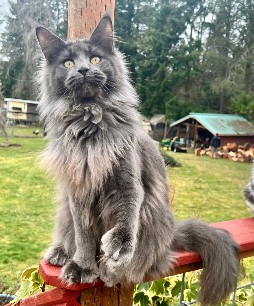 Blue Maine Coon