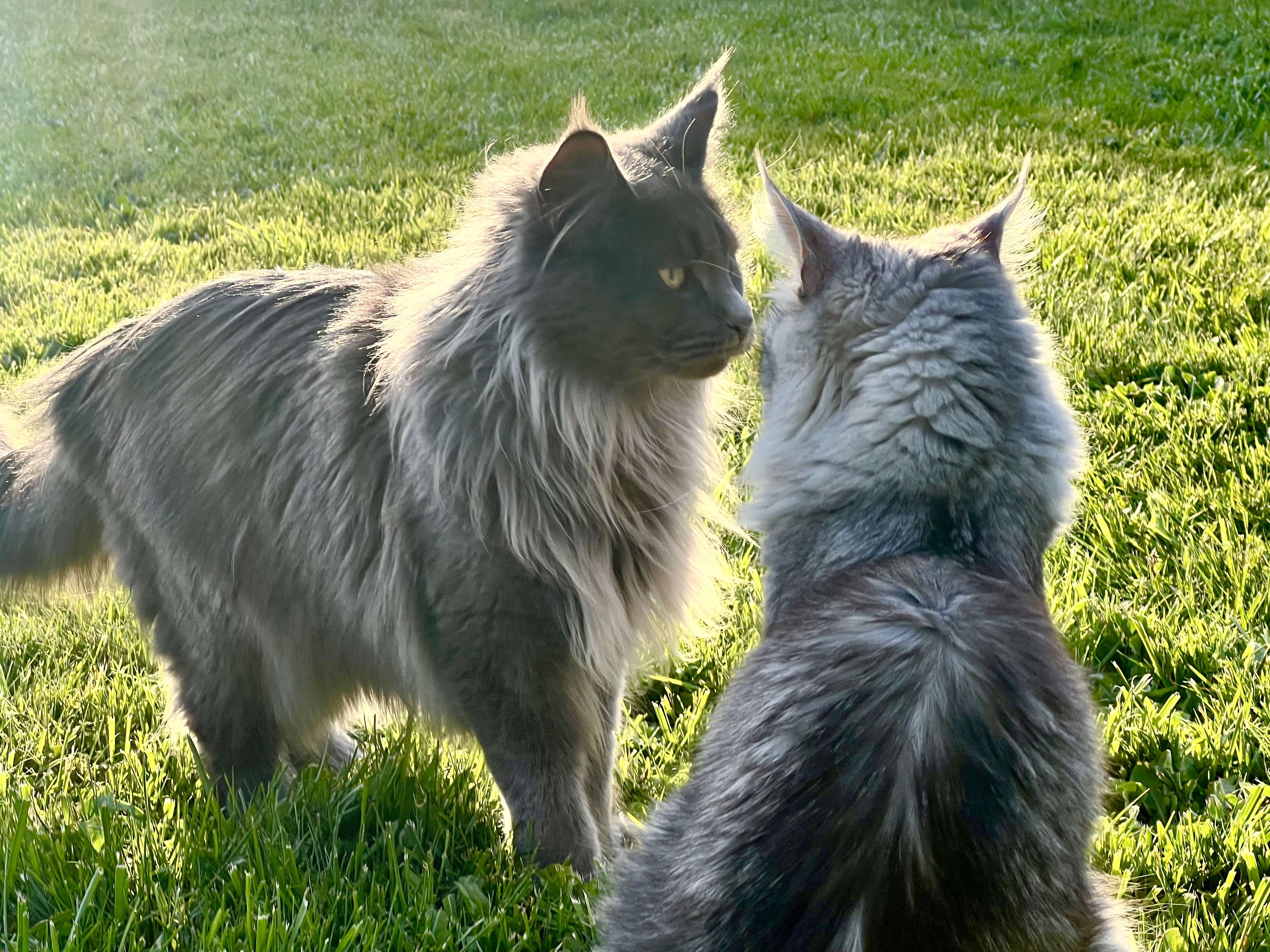 Blue smoke Maine Coon cats outside at Coons Ransom Maine Coon Cattery in Auburn, Washington