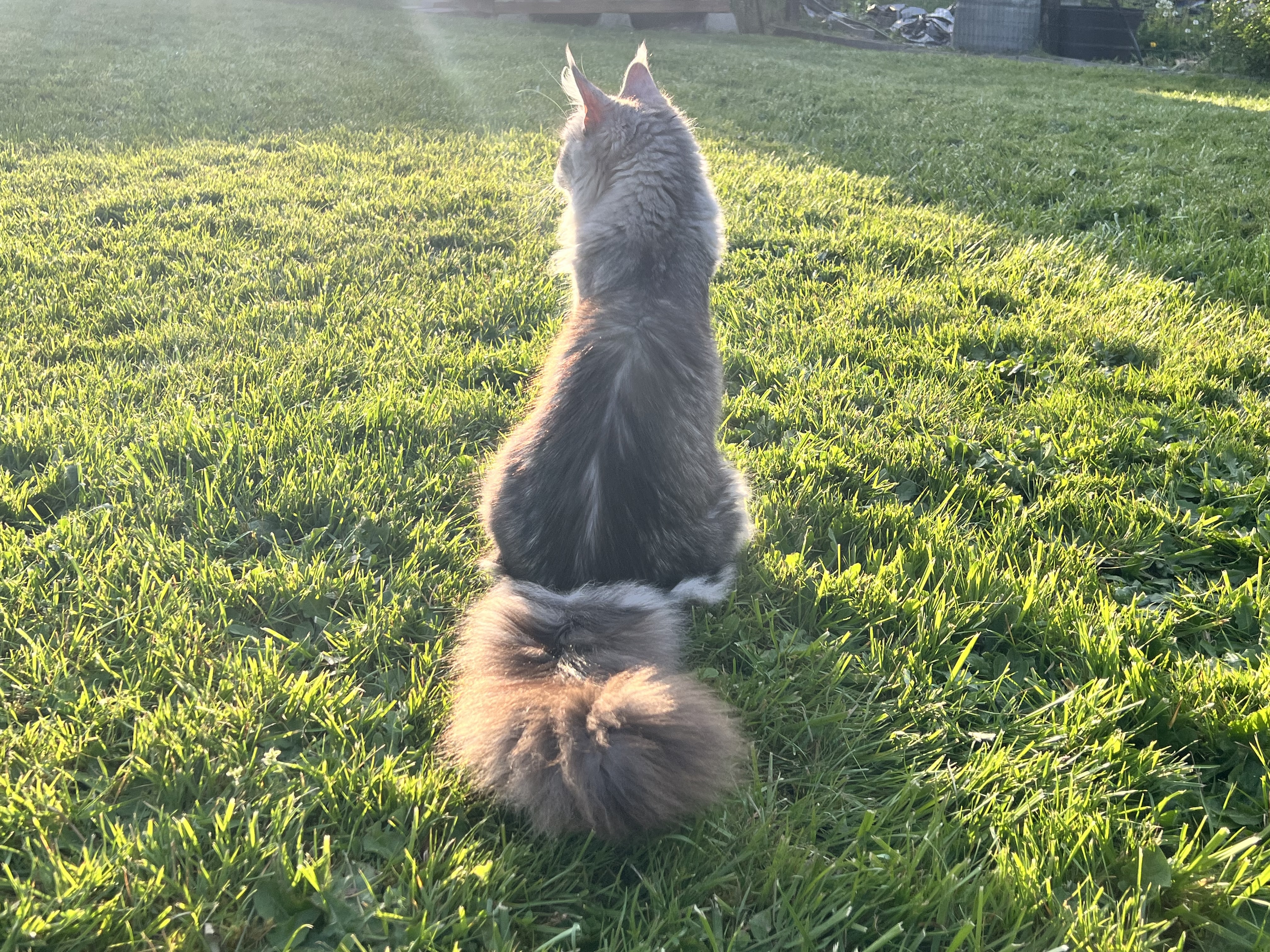 Black silver ticked tabby female Maine Coon at Coons Ransom Main Coon Cattery in Auburn Washington
