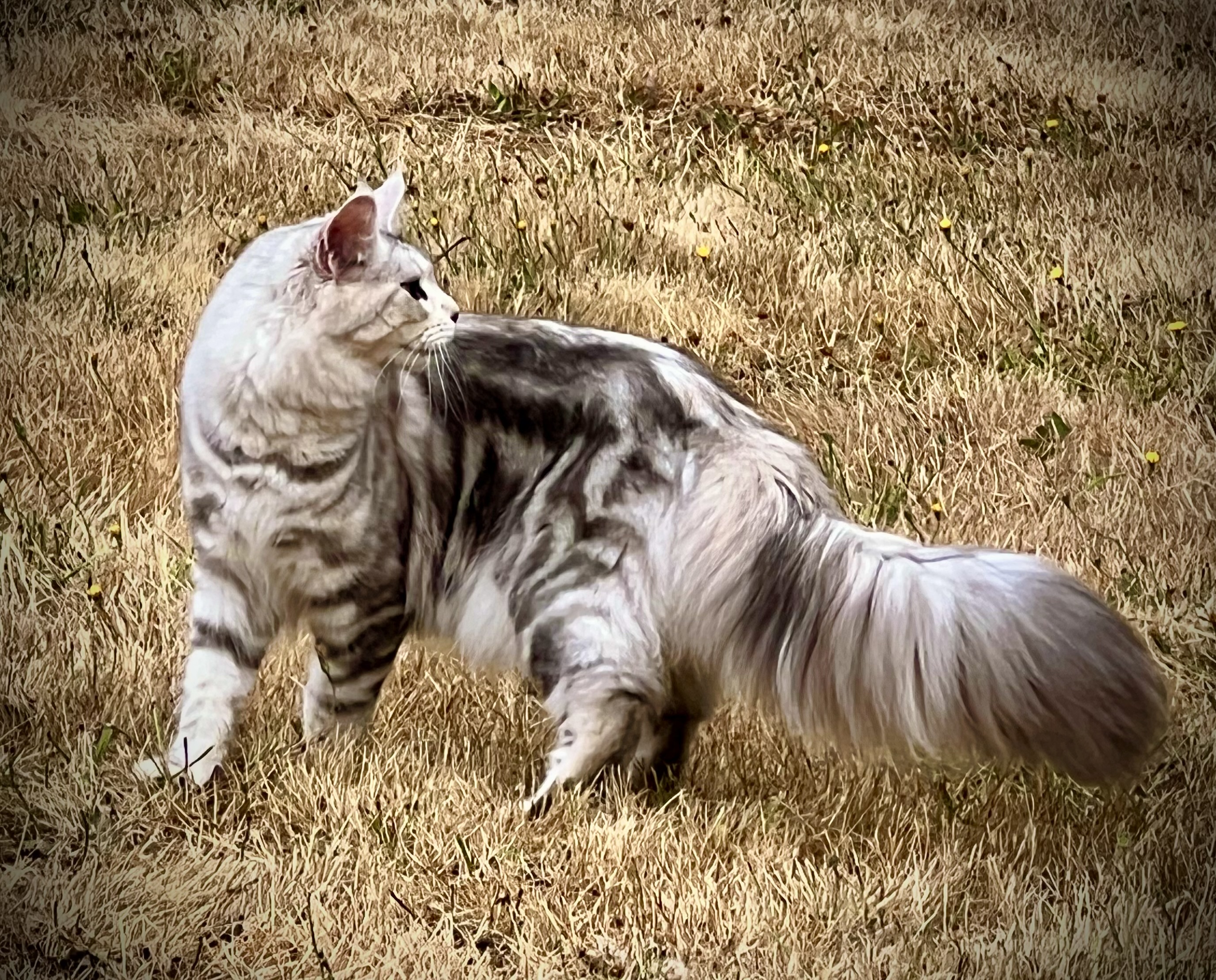 Black silver classic tabby purebred Maine Coon female cat at Coons Ransom Main Coon Cattery in Auburn Washington