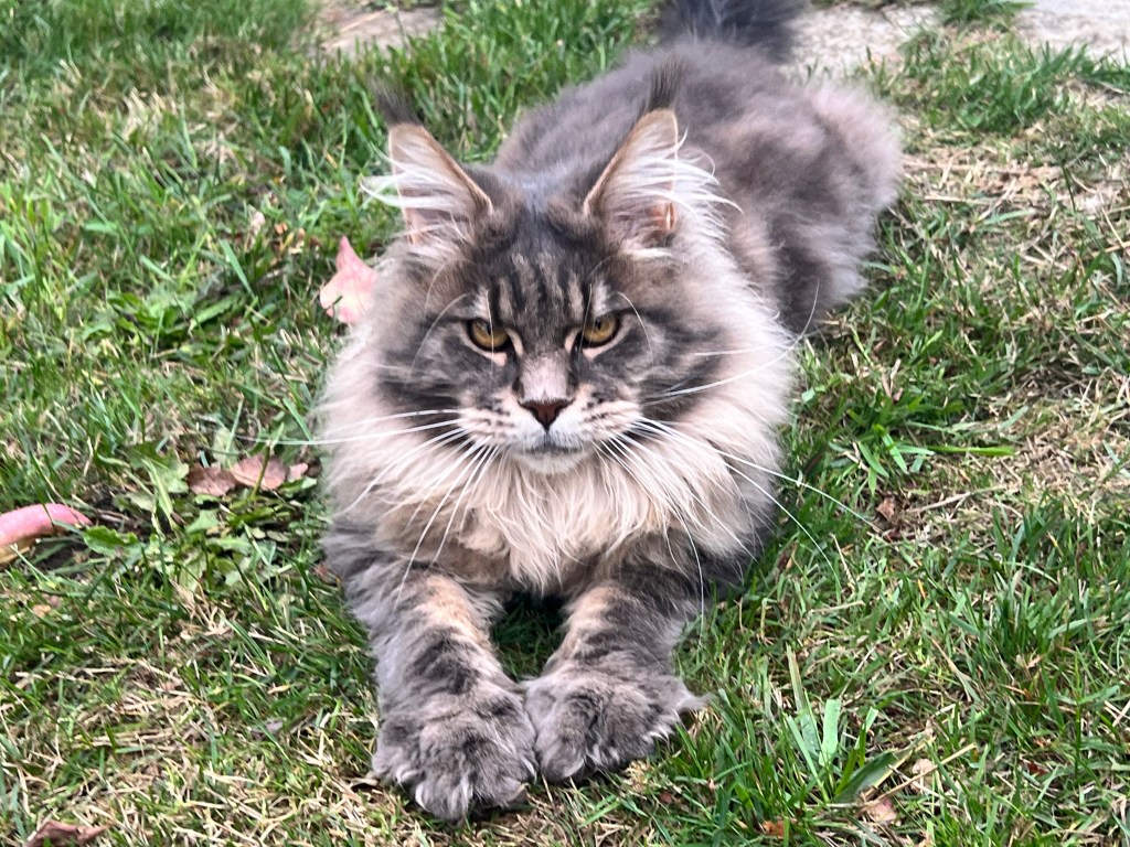 Blue classic tabby Maine Coon
