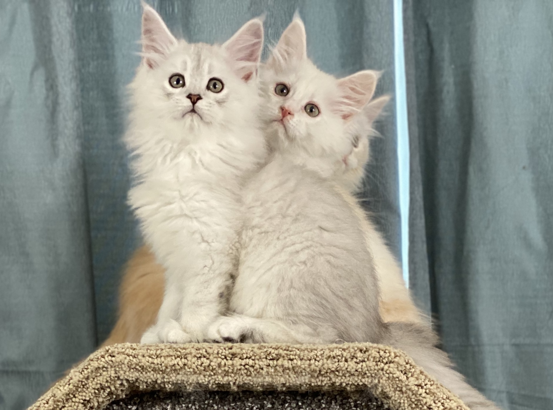 Shaded silver Main Coon kittens at Coons Ransom Main Coon Cattery in Auburn Washington