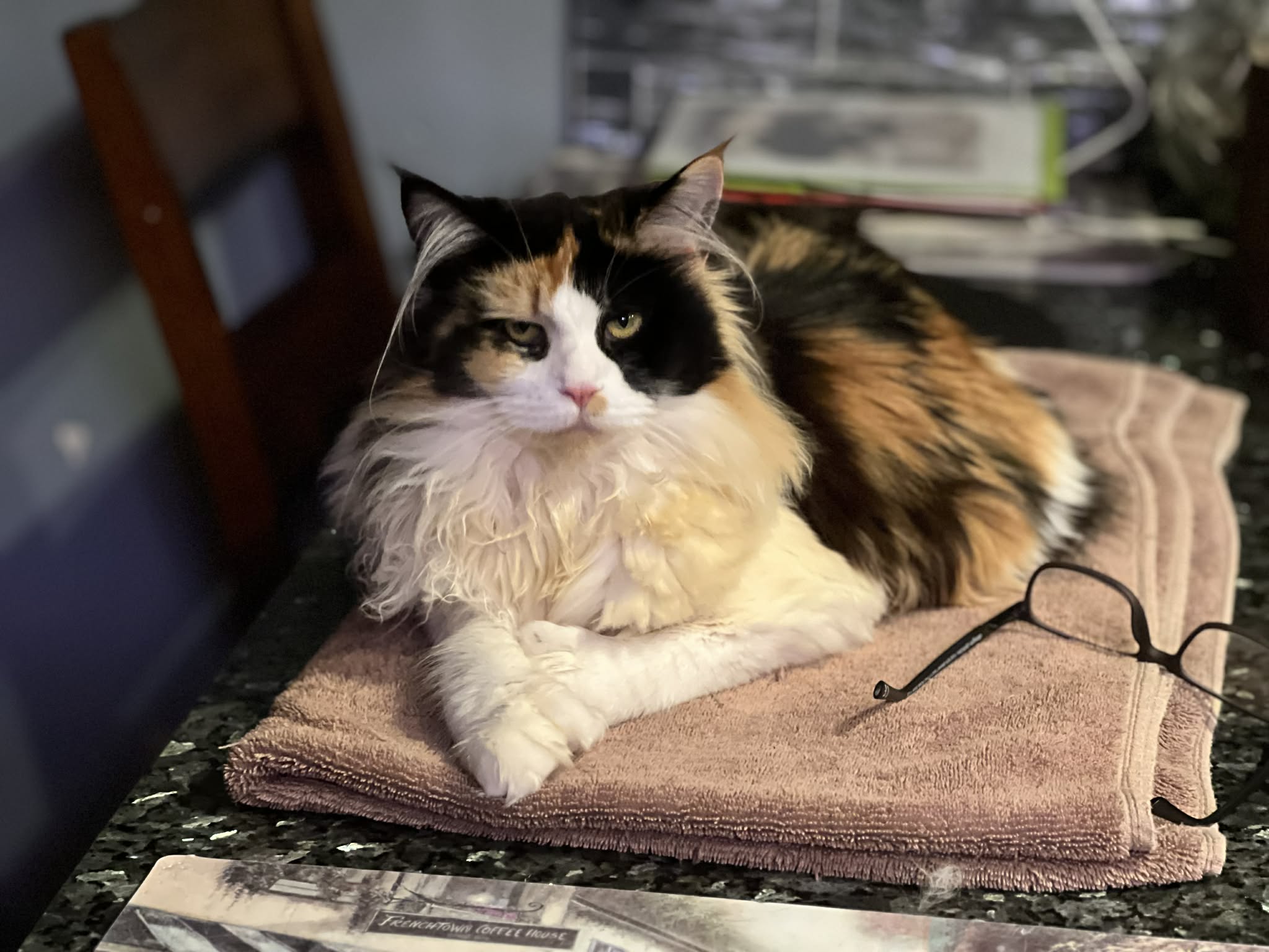 Calico Maine Coon