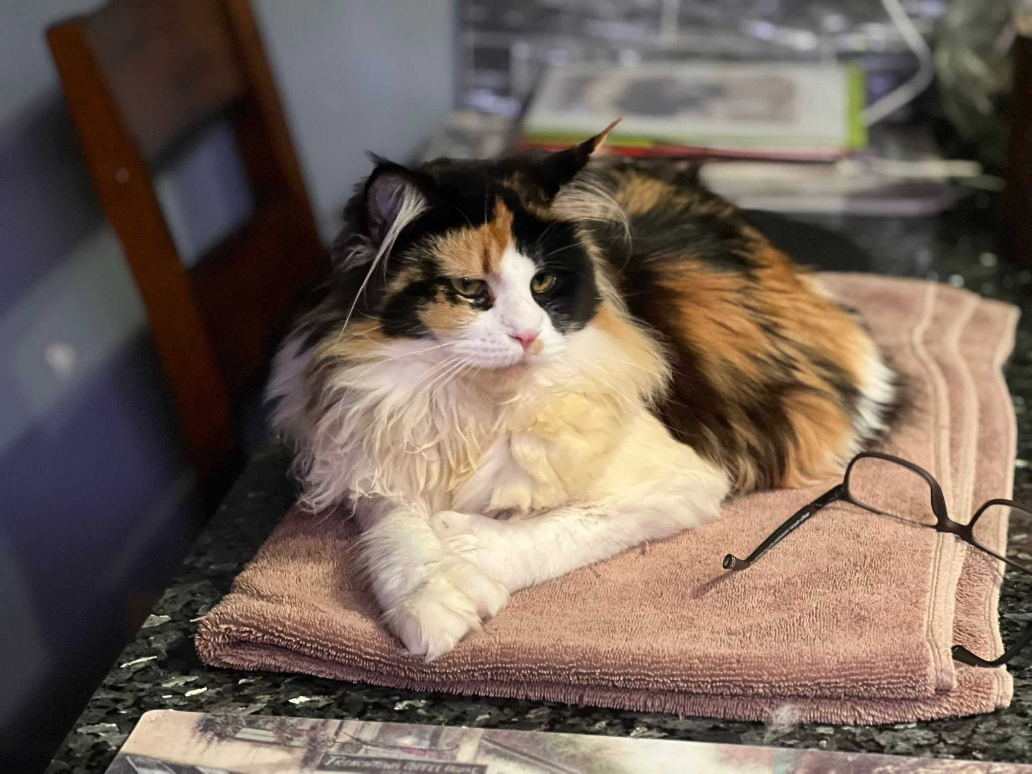Black torti with white polydactyl Maine Coon cat
