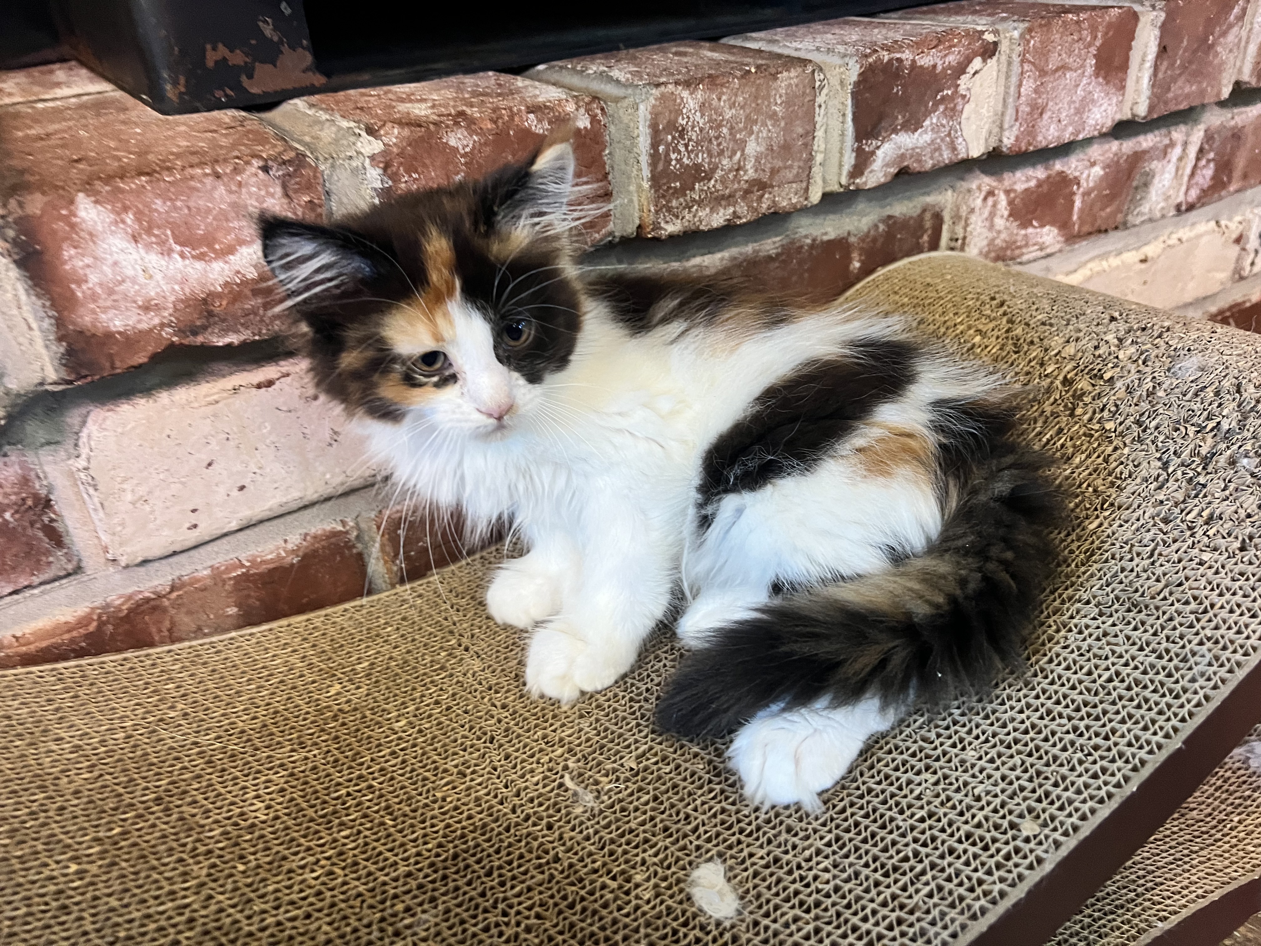 Calico Maine Coon