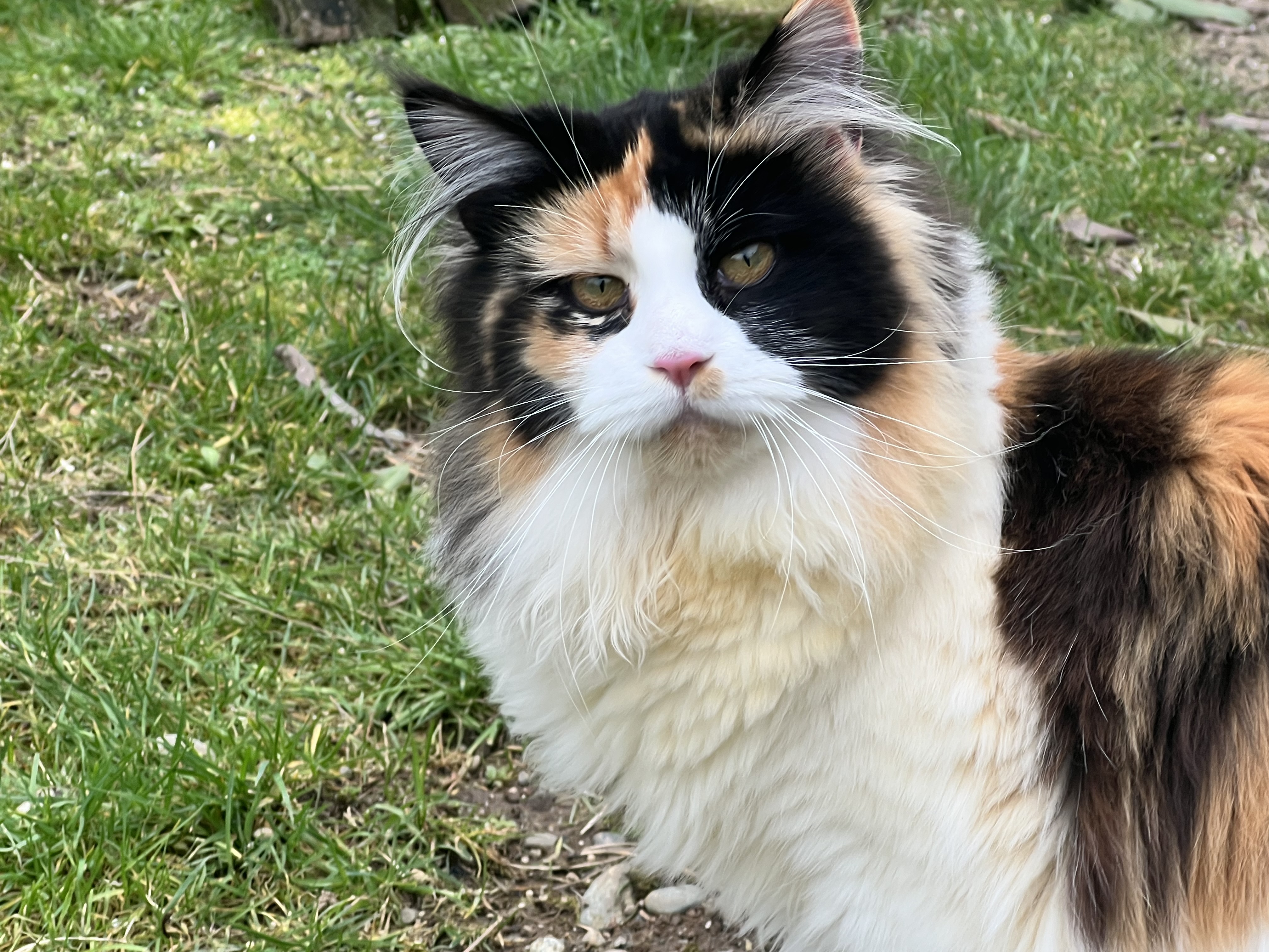 Black torti Maine Coon