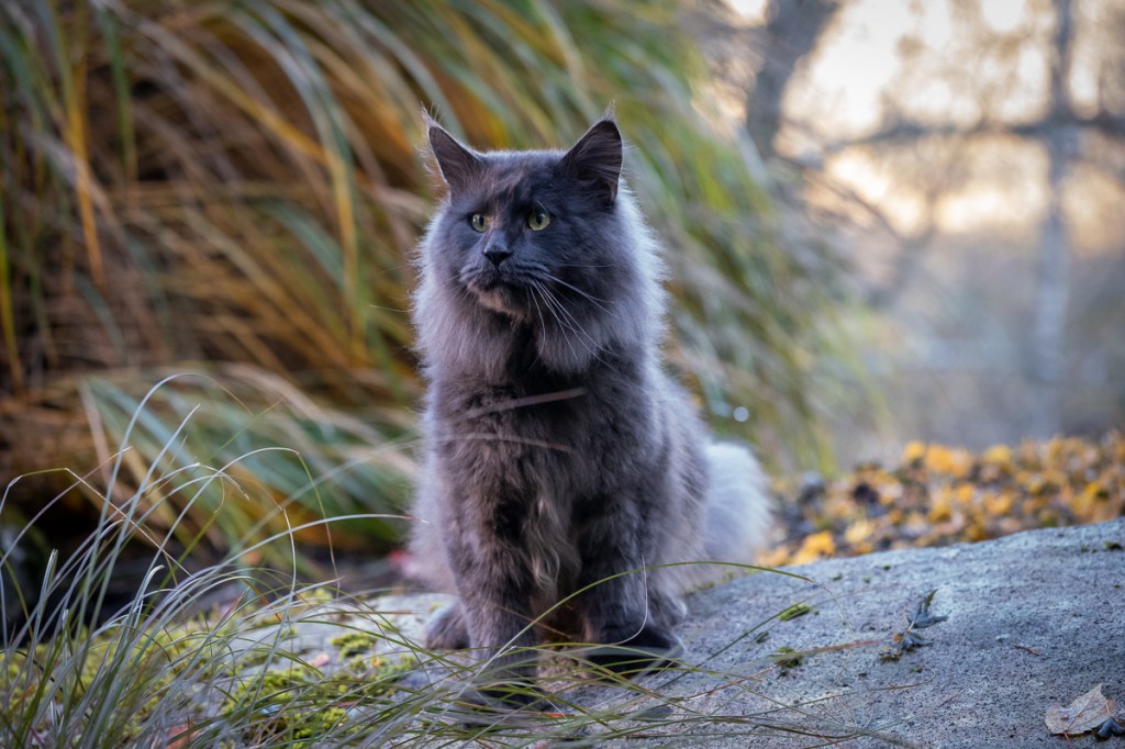 A grey cat sitting on a rock surrounded by greenery and fallen leaves, gazing into the distance.