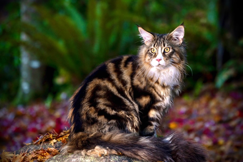 Maine Coon brown classic tabby