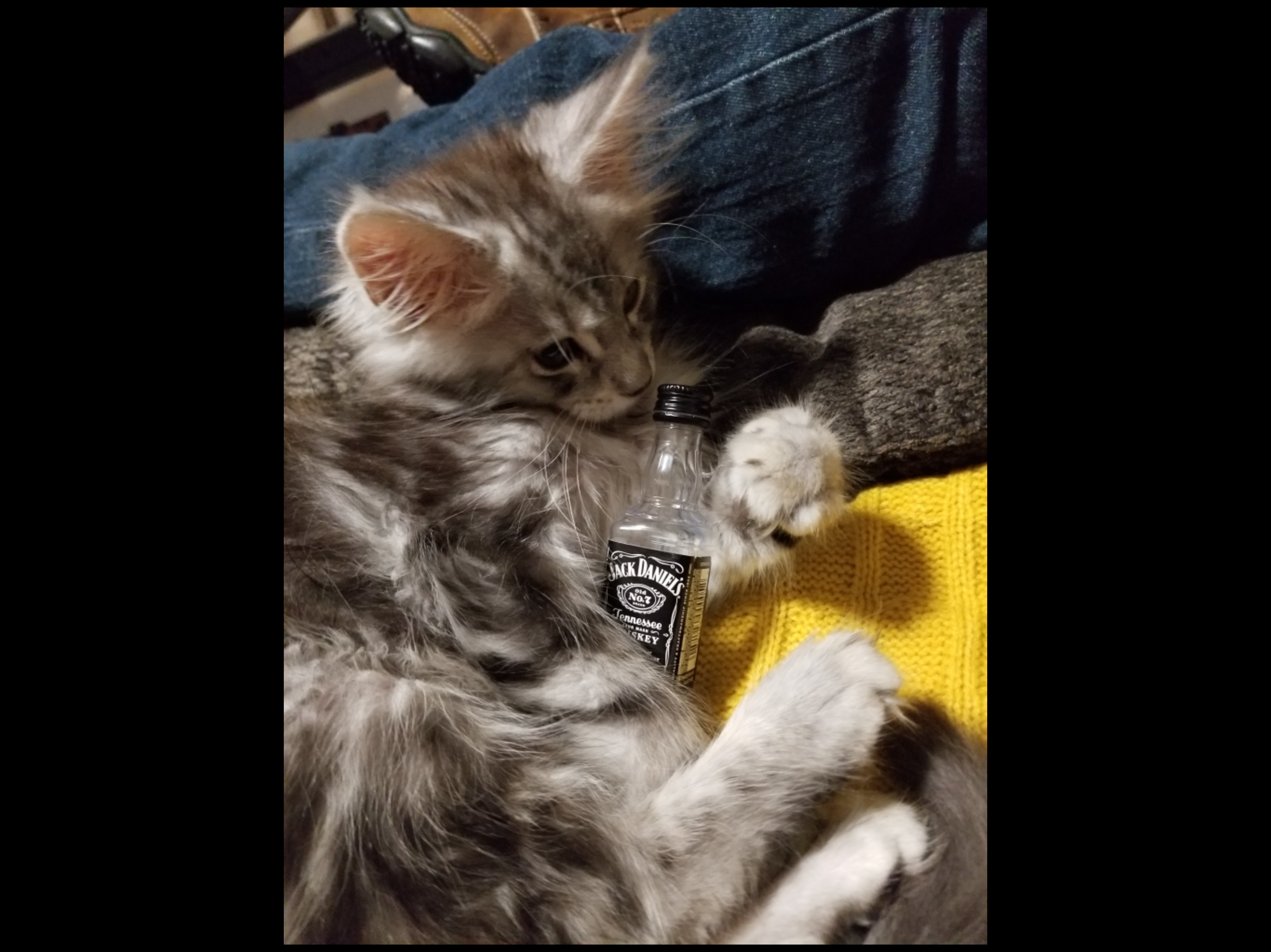 Bowie