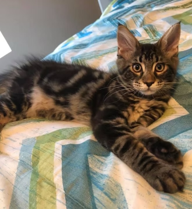 Pepper