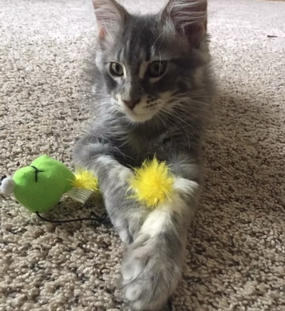 Arlo