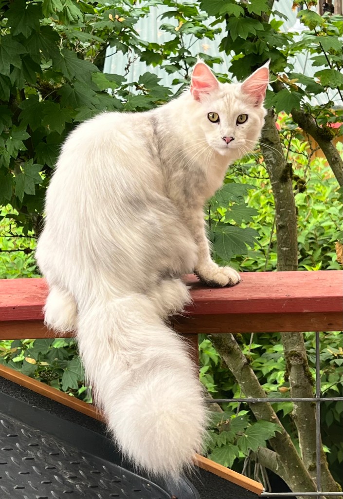 Photo of Beauty