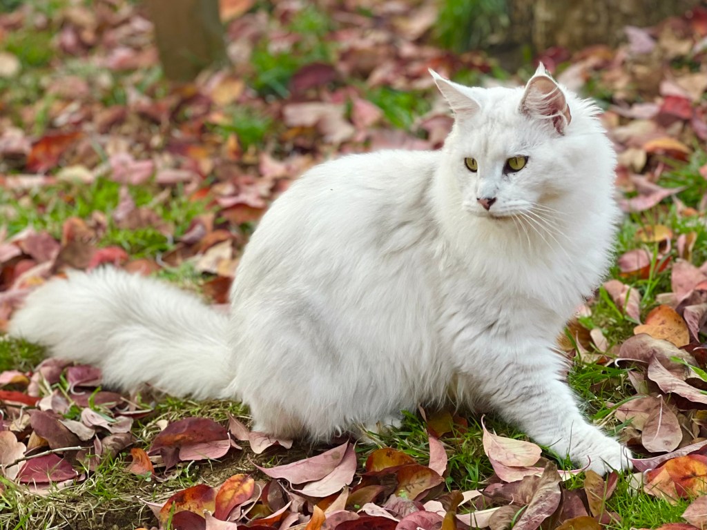Photo of Beauty