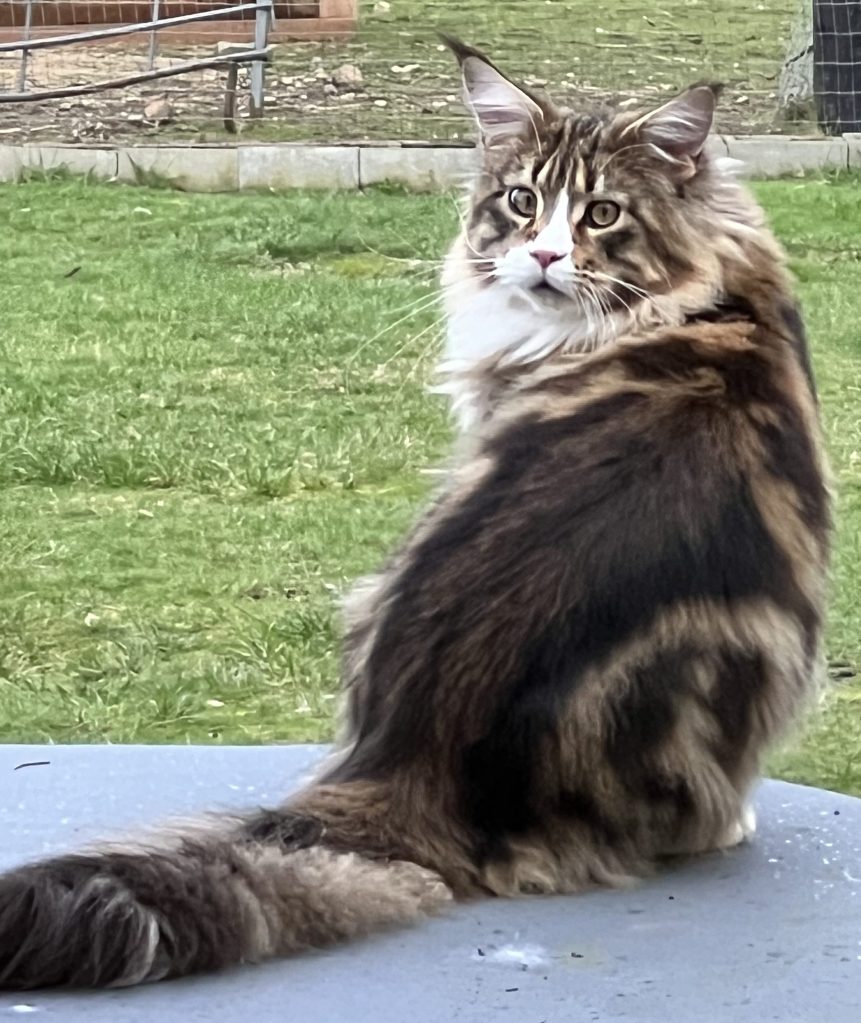 Brown classic tabby Maine Coon