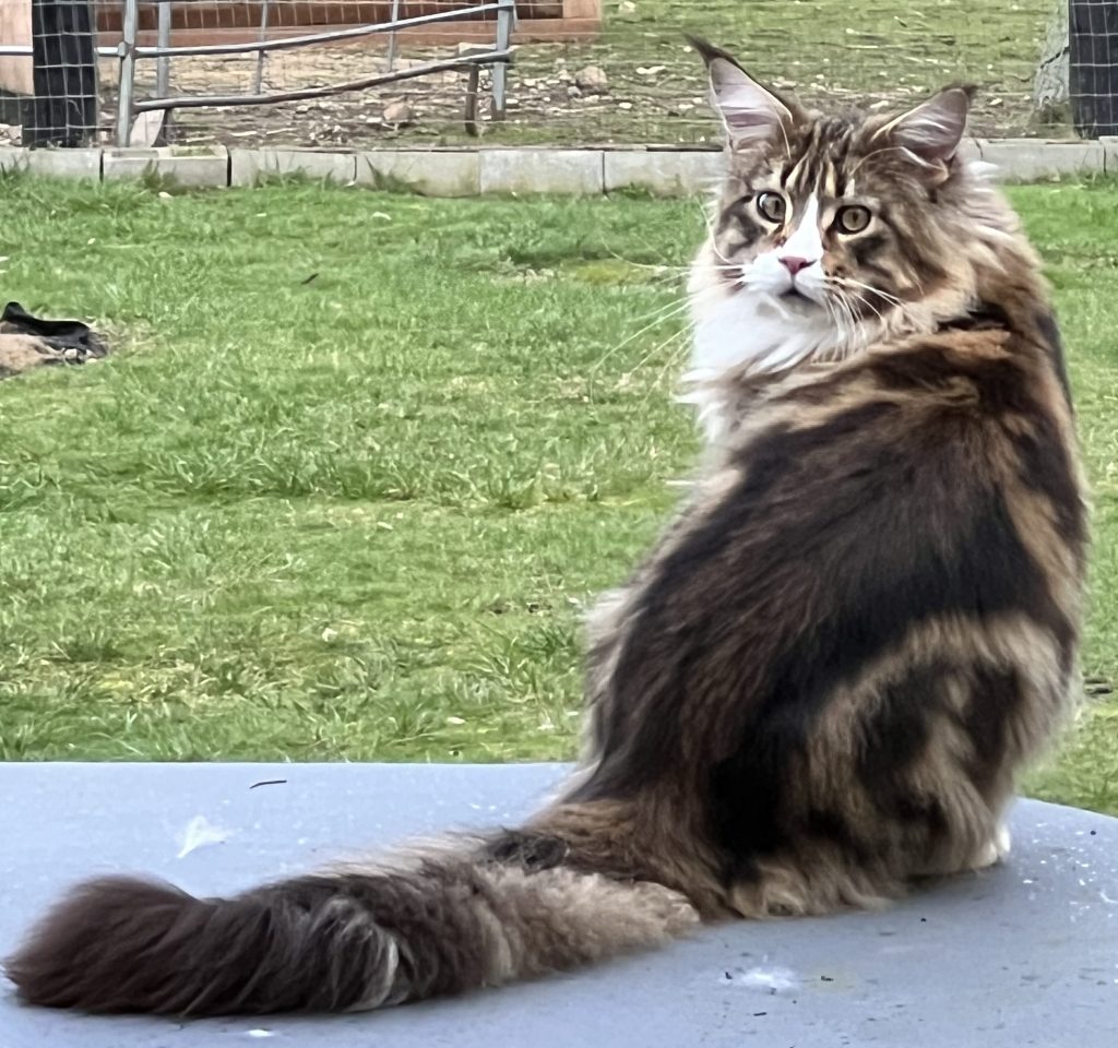 Brown classic tabby Maine Coon