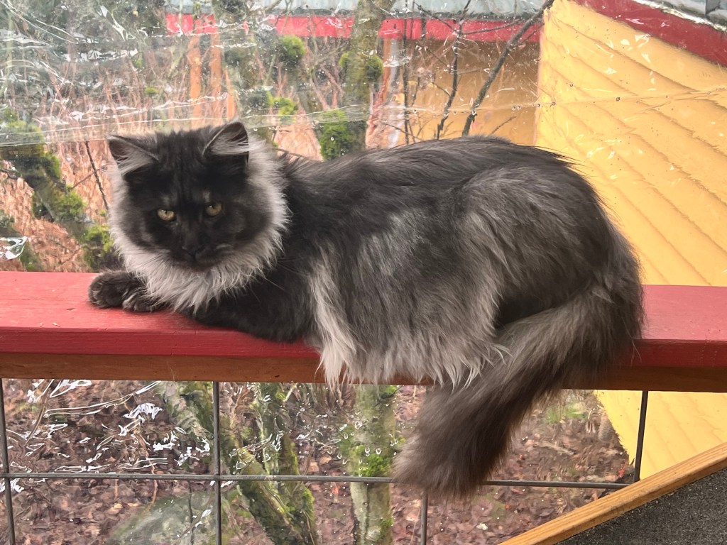 Black smoke Maine coon cat