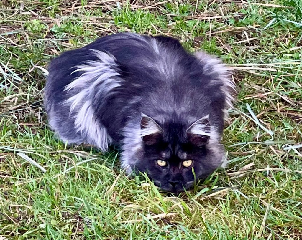 Black Smoke Maine Coon