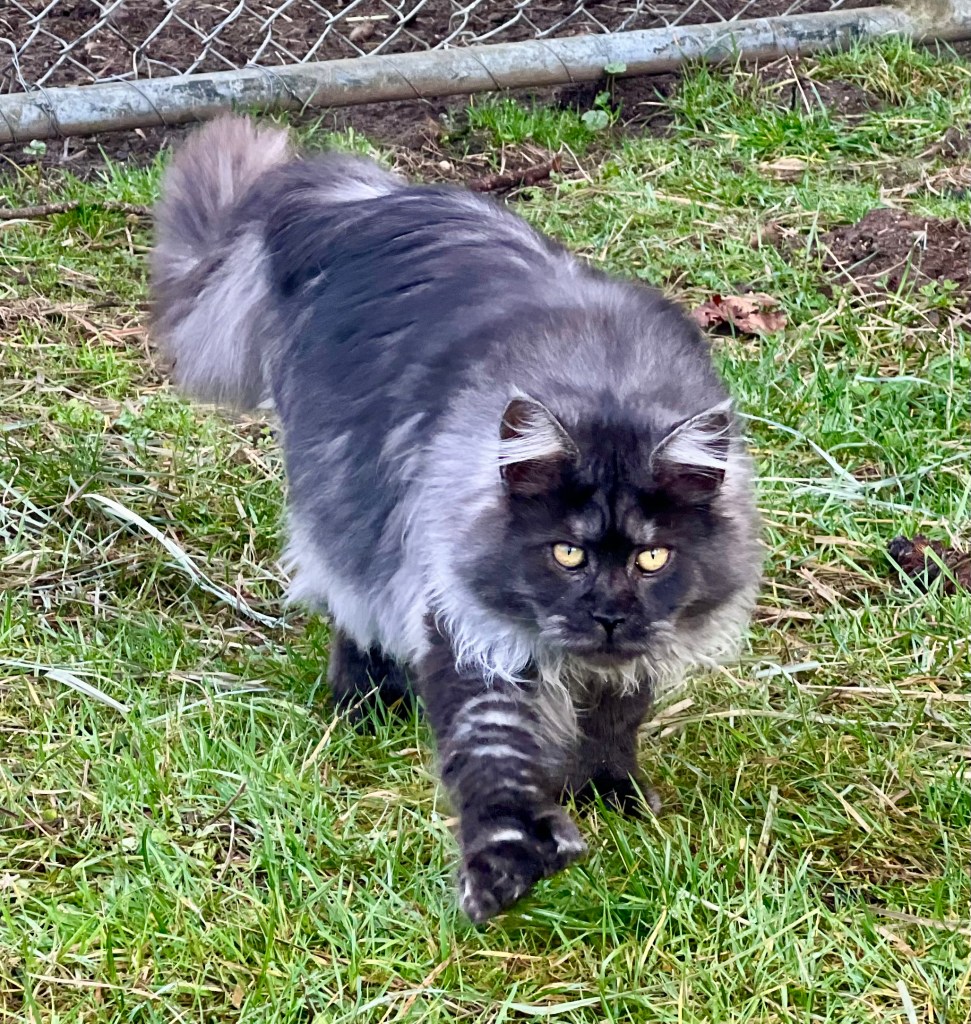 Black smoke Maine coon queen