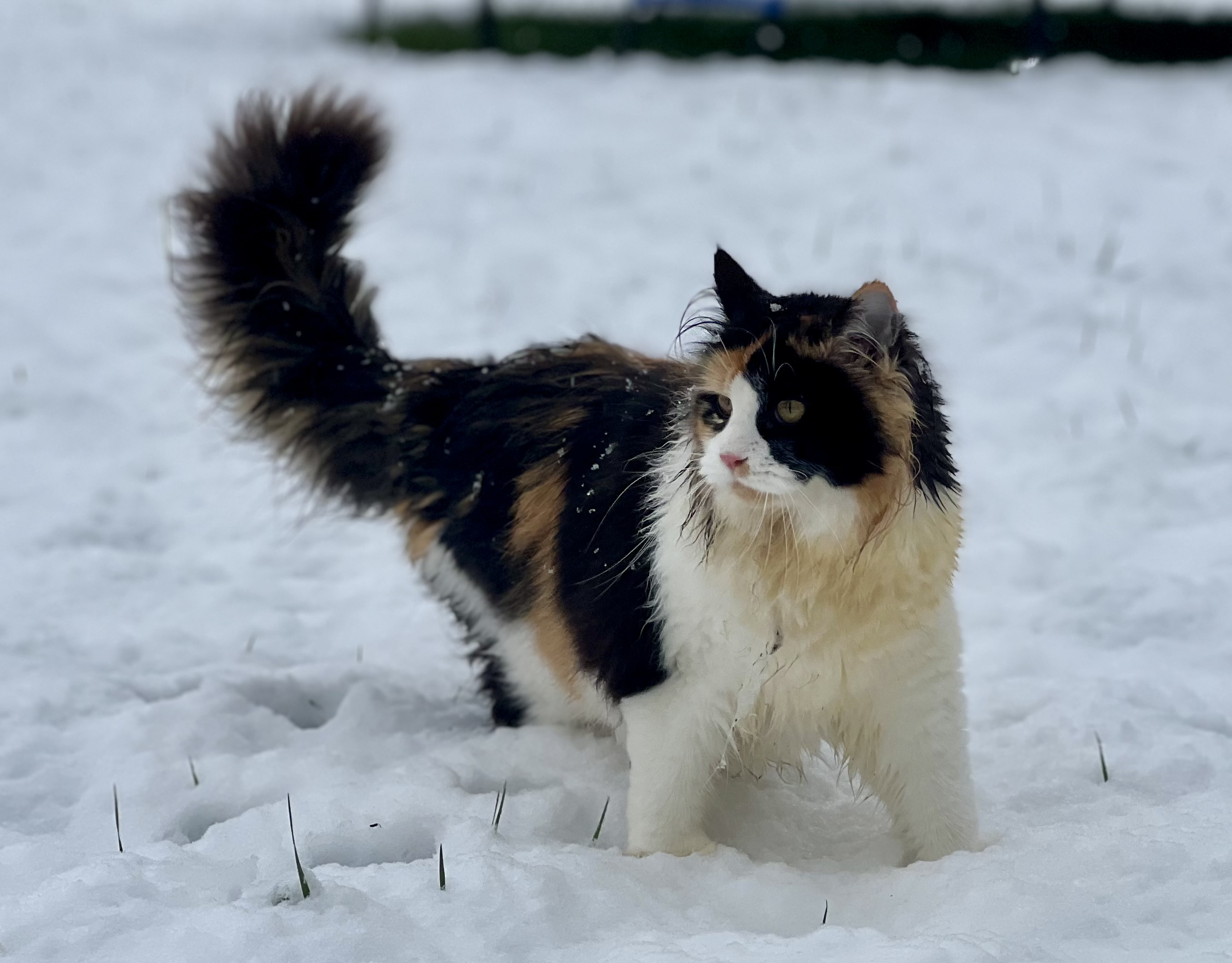 A fluffy calico cat standing in the snow, with its tail raised and fur slightly damp from snowflakes.