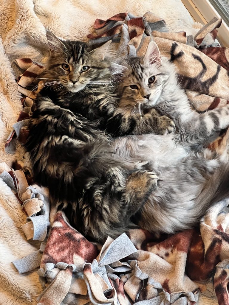 Two fluffy cats cuddling together on a soft blanket.