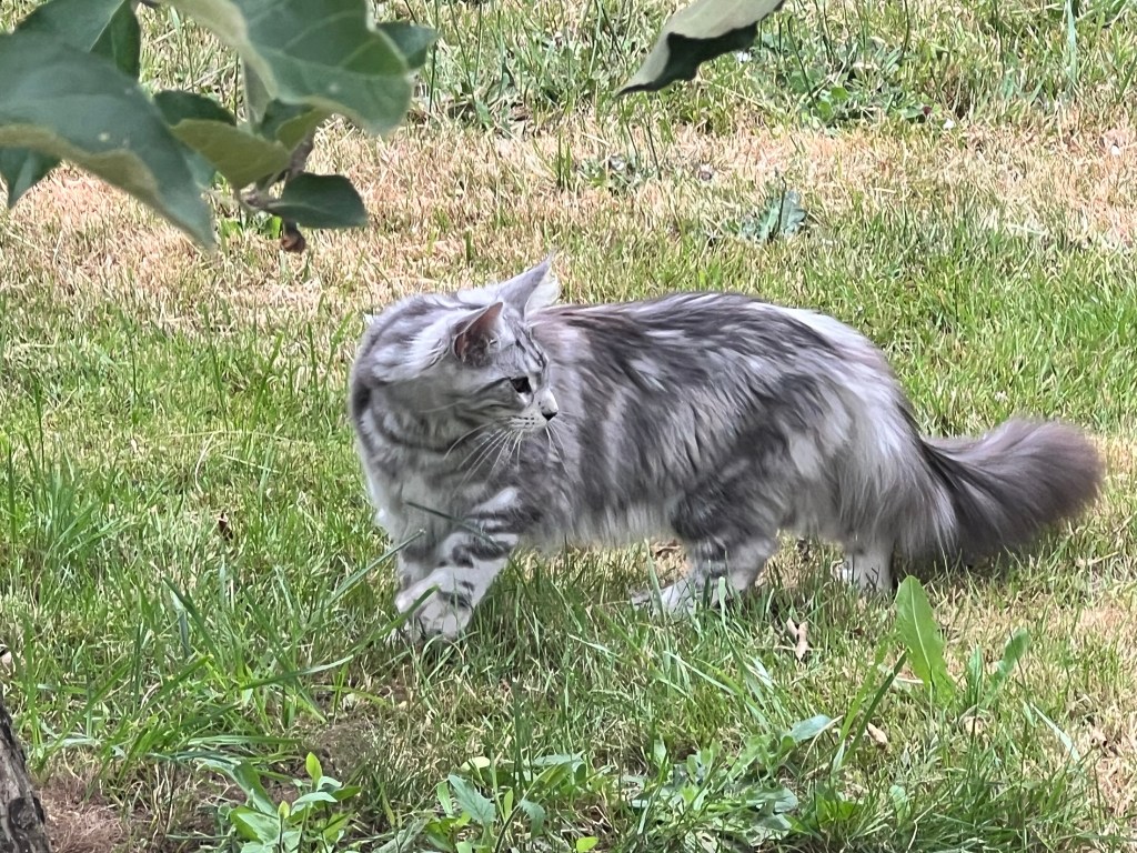 Black silver classic tabby