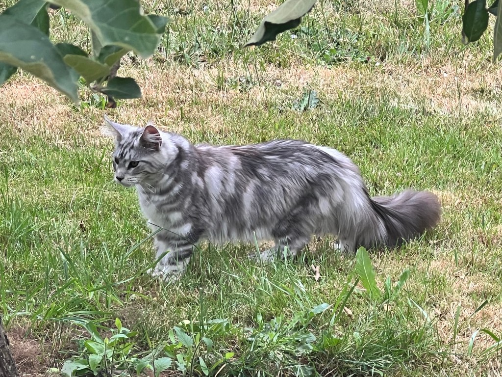 Black silver classic tabby