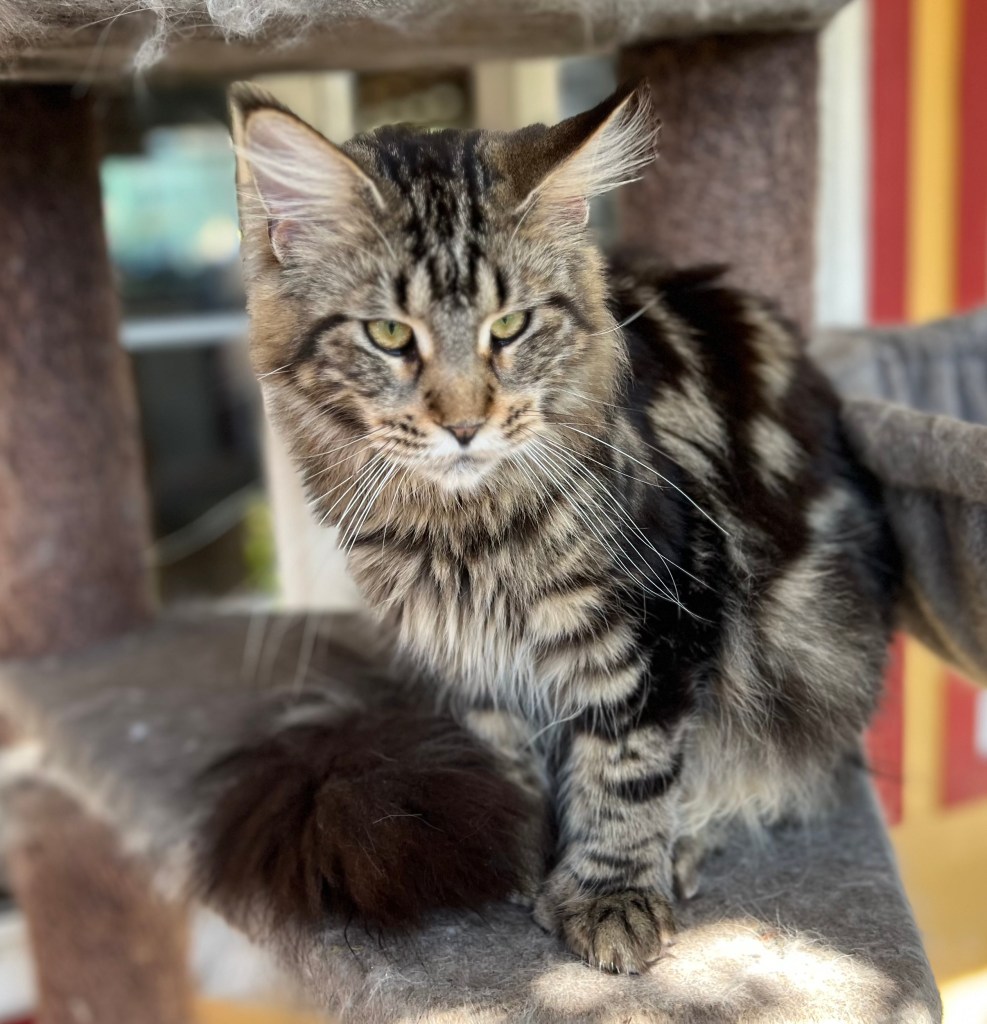 Brown classic tabby Maine Coon
